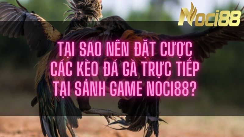 Tại sao nên đặt cược các kèo đá gà trực tiếp tại sảnh game Noci88?