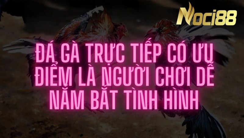 Đá gà trực tiếp có thể dễ nắm bắt tình hình