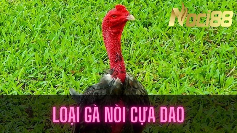 Gà nòi có đặc điểm khỏe và lỳ