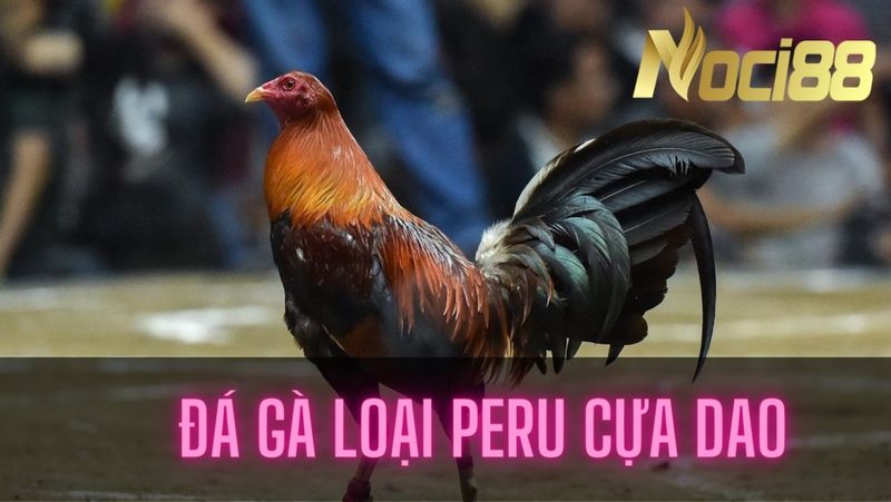 Giống gà chọi Peru siêu hung dữ