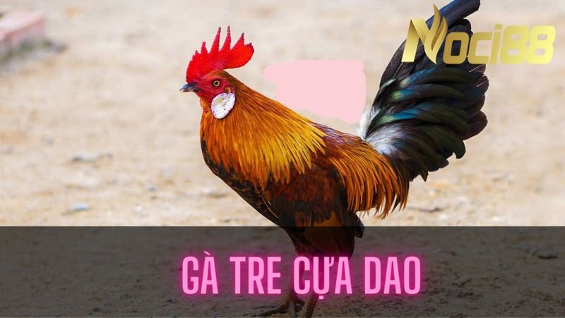 Giống gà tre siêu hiếu chiến